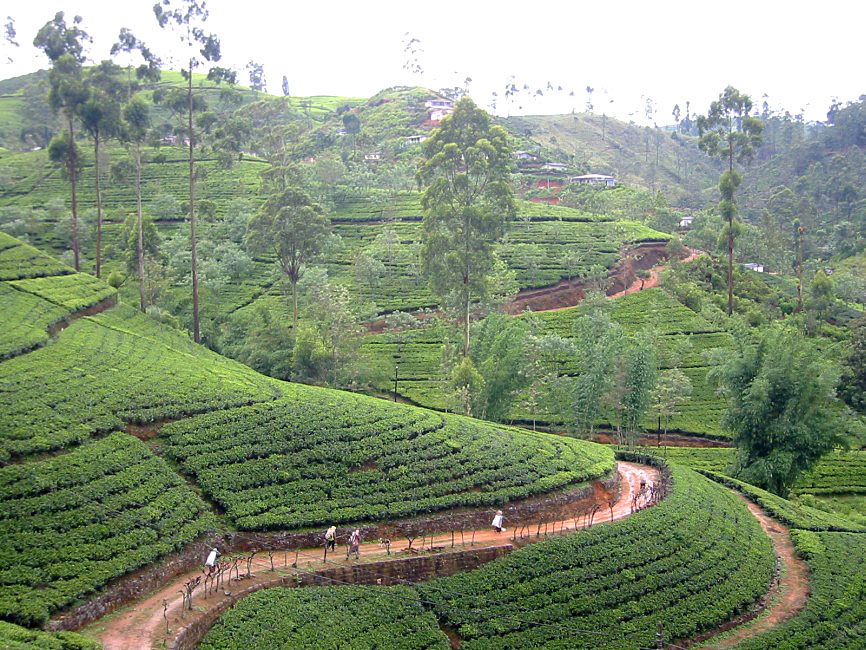 nuwara eliya